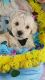 Toy Poodle Puppies