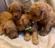 Toy Poodle Puppies for sale in Birmingham, Alabama. price: $650