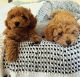 Toy Poodle Puppies for sale in Glen Forrest, Western Australia. price: $2,400
