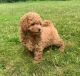 Toy Poodle Puppies for sale in Birmingham, Alabama. price: $650
