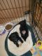 Toy Poodle Puppies for sale in San Francisco, CA, USA. price: NA
