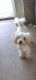 Toy Poodle Puppies for sale in Greensboro, North Carolina. price: $200