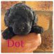 Toy Poodle Puppies for sale in Goondiwindi, Queensland. price: $1,200