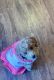 Toy Poodle Puppies for sale in Algonquin, Illinois. price: $1,100