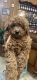 Toy Poodle Puppies for sale in Fairfield, New South Wales. price: $2,000
