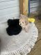 Toy Poodle Puppies for sale in Hickory, North Carolina. price: $700
