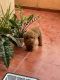 Toy Poodle Puppies for sale in Whitefield, Bengaluru, Karnataka, India. price: 75,000 INR