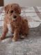 Toy Poodle Puppies for sale in Rapid City, SD, USA. price: $1,600