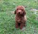 Toy Poodle Puppies for sale in Belleview, Florida. price: $1,350