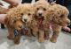 Toy Poodle Puppies for sale in Arncliffe, New South Wales. price: $2,000