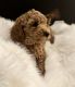 Toy Poodle Puppies for sale in Atlanta, Georgia. price: $1,000