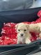Toy Poodle Puppies for sale in Concord, North Carolina. price: $1,300