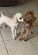 Toy Poodle Puppies for sale in Kissimmee, Florida. price: $1,000