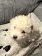 Toy Poodle Puppies for sale in Randallstown, Maryland. price: $900