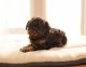 Toy Poodle Puppies for sale in Pendleton, OR 97801, USA. price: NA