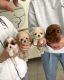 Toy Poodle Puppies for sale in Los Angeles, California. price: $600