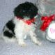 Toy Poodle Puppies for sale in Birmingham, AL, USA. price: NA