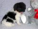 Toy Poodle Puppies for sale in Anchorage, AK, USA. price: $400