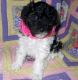 Toy Poodle Puppies for sale in Phoenix, AZ, USA. price: NA