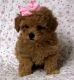 Toy Poodle Puppies for sale in Washington, DC, USA. price: $400