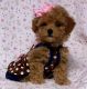 Toy Poodle Puppies for sale in New Haven, CT, USA. price: NA