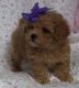 Toy Poodle Puppies for sale in Dover, DE, USA. price: $400