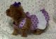Toy Poodle Puppies for sale in Miami, FL, USA. price: $400