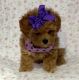 Toy Poodle Puppies for sale in Honolulu, HI, USA. price: NA