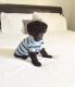 Toy Poodle Puppies for sale in Huntsville, AL, USA. price: NA