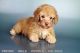 Toy Poodle Puppies for sale in San Diego, CA, USA. price: $1,895