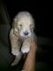 Toy Poodle Puppies for sale in New Delhi, Delhi 110001, India. price: 25000 INR