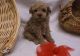 Toy Poodle Puppies for sale in Houston, TX, USA. price: NA
