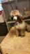 Toy Poodle Puppies for sale in Houston, TX, USA. price: $450