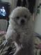 Toy Poodle Puppies for sale in Marion, VA 24354, USA. price: NA