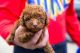 Toy Poodle Puppies for sale in Houston, TX, USA. price: $3,000