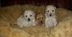 Toy Poodle Puppies for sale in Anchorage, AK, USA. price: NA