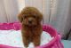 Toy Poodle Puppies for sale in Washington, DC, USA. price: $350