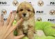 Toy Poodle Puppies for sale in Omaha, NE, USA. price: NA