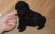 Toy Poodle Puppies for sale in Ashburn, VA, USA. price: NA
