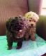 Toy Poodle Puppies for sale in Portland, IN 47371, USA. price: NA