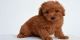 Toy Poodle Puppies for sale in Chattanooga, TN, USA. price: NA