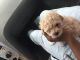 Toy Poodle Puppies for sale in Greenville, NC, USA. price: NA