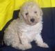 Toy Poodle Puppies for sale in Berkeley, CA, USA. price: NA