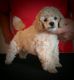 Toy Poodle Puppies for sale in Tampa, FL, USA. price: $15,000