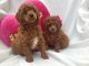 Toy Poodle Puppies for sale in Seattle, WA, USA. price: $850
