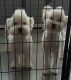 Toy Poodle Puppies for sale in Port Aransas, TX, USA. price: NA
