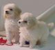 Toy Poodle Puppies for sale in Portland, OR, USA. price: NA