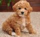 Toy Poodle Puppies for sale in Louisville, KY, USA. price: NA