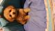 Toy Poodle Puppies for sale in Battle Creek, MI, USA. price: NA