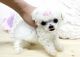 Toy Poodle Puppies for sale in San Antonio, TX, USA. price: NA